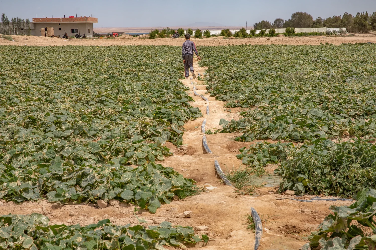 A person walks along a dirt path between rows of green plants in a field, with irrigation hoses running alongside. A building and distant trees are visible in the background under a clear sky.